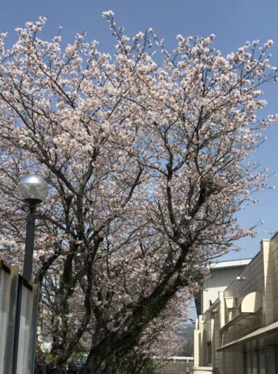 高知市葛島【サニーマート高須店】の桜もそろそろ見納めです。｜2021年4月更新